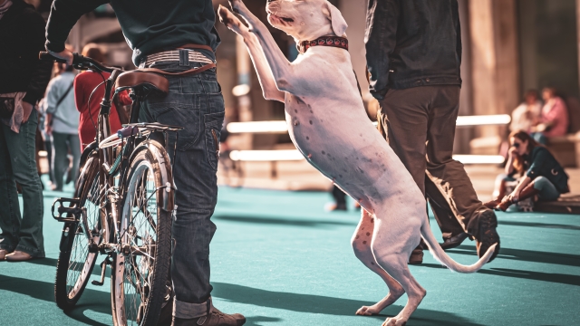 Τρία απλά βήματα για να μην πηδάει ο σκύλος σας πάνω σε ανθρώπους