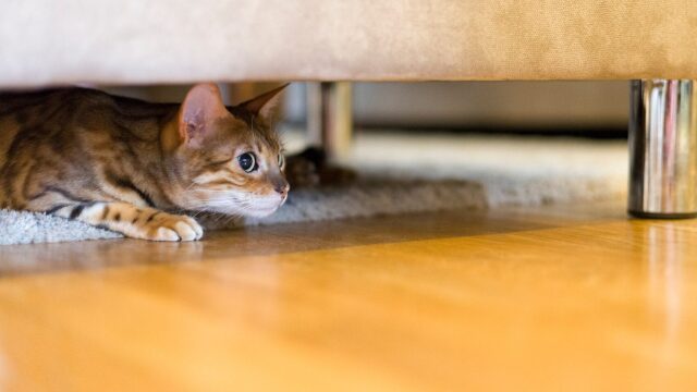 Σας κυνηγάει η γάτα σας μέσα στο σπίτι για να σας επιτεθεί; Δείτε 3 λόγους για αυτό