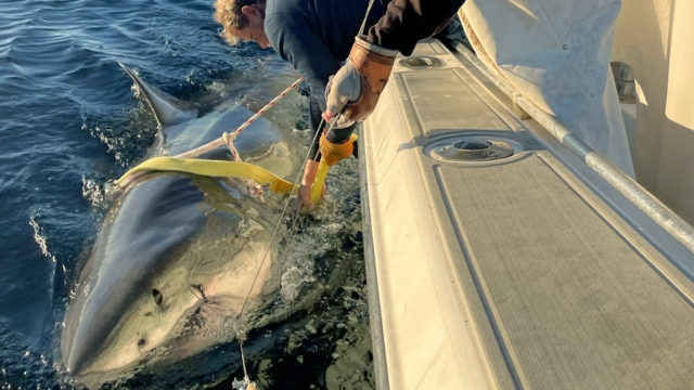 Ο μεγαλύτερος λευκός καρχαρίας που έχει καταγραφεί πλησιάζει τουριστική ακτή στη Φλόριντα