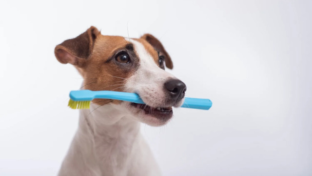 Τα καλύτερα προϊόντα για την οδοντική προστασία των κατοικιδίων μας