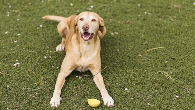 Πώς να εκπαιδεύσουμε έναν σκύλο που δεν του αρέσει το φαγητό ή το παιχνίδι