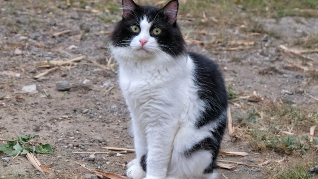 Τι σημαίνει όταν μια αδέσποτη γάτα δείχνει ότι σας συμπαθεί