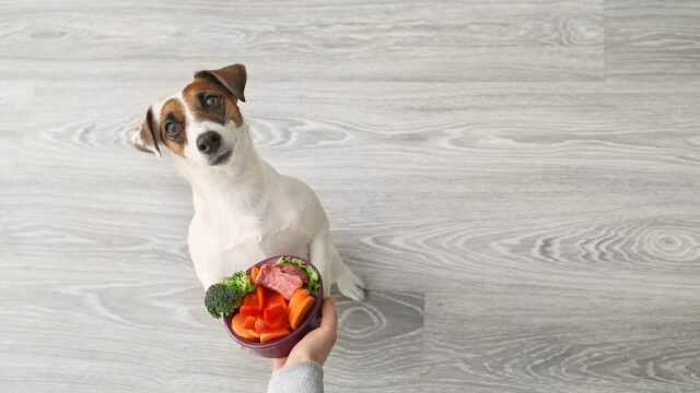 Τα 5 συστατικά που μπορούν να κάνουν θαύματα στην υγεία του σκύλου μας