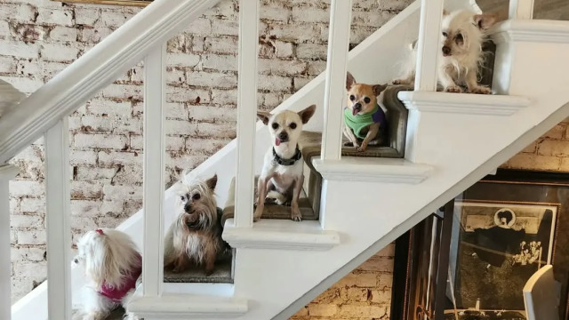 Ένας influencer υιοθετεί μόνο ηλικιωμένους σκύλους - 5 λόγοι που η ζωή μαζί τους είναι πραγματικά υπέροχη