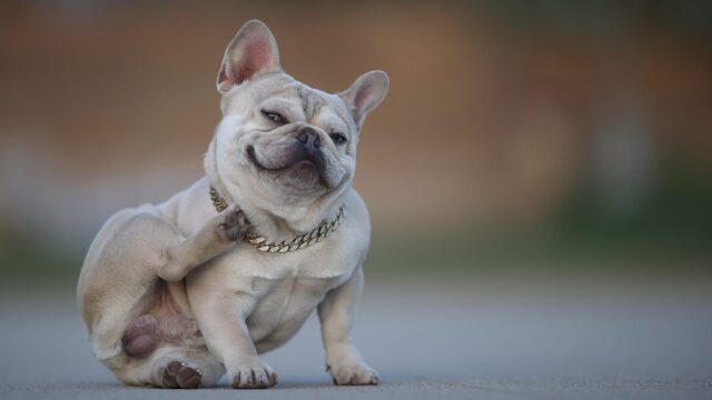 Γιατί έχει φαγούρα ο σκύλος μου; Οι κίνδυνοι της άνοιξης που δεν πρέπει να υποτιμούμε