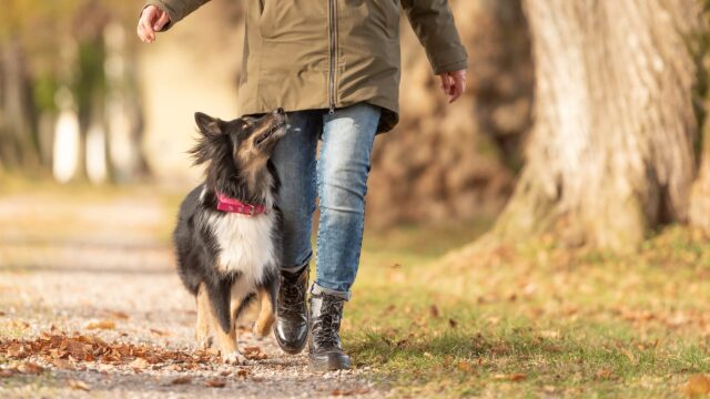 Γιατί ο σκύλος μάς κοιτάει την ώρα που τον πηγαίνουμε βόλτα