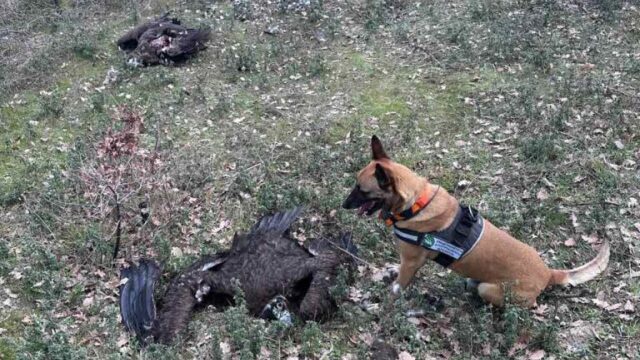 8 περιβαλλοντικές οργανώσεις για τις μαζικές θανατώσεις στο Εθνικό Πάρκο Δαδιάς – Τι κάνουμε αν εντοπίσουμε έναν τραυματισμένο πτηνό ή ζώο