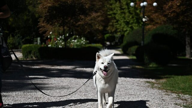 “Α Day with my Pet”: Αυτό το Σάββατο η γιορτή για τα ζώα συντροφιάς στον Δήμο Αμαρουσίου
