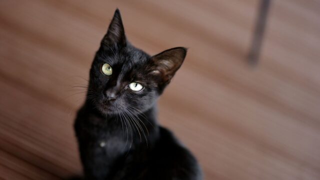 5 παιχνίδια για να ασκήσετε με τον καλύτερο τρόπο το μυαλό της γάτας σας
