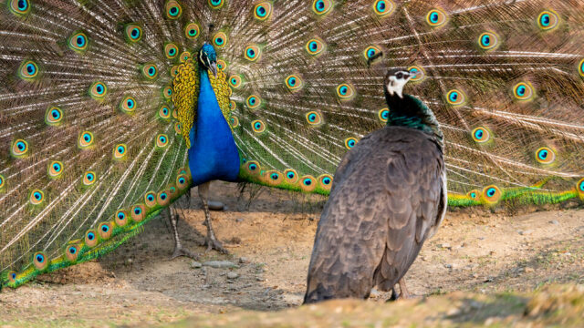 «Χυλόπιτα» στο ζωικό βασίλειο: Πότε και γιατί το φλερτ αποτυγχάνει στη φύση