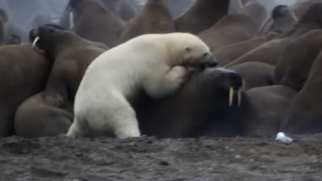 Όταν οι θηρευτές χάνουν: Σπάνια ήττα πολικής αρκούδας στην Αρκτική, η ιστορία πίσω από την θρυλική σκηνή του Planet Earth