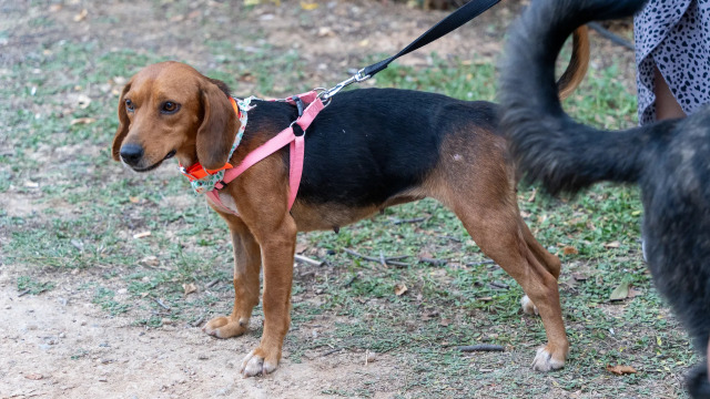Πώς πρέπει να εκπαιδεύσουμε έναν σκύλο με επιθετικές τάσεις
