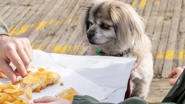Μπορούμε να δώσουμε στον σκύλο μας ψάρι; Τι πρέπει να προσέξουμε
