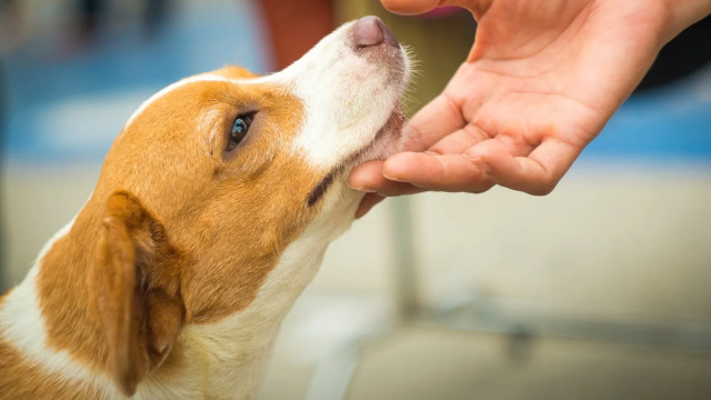 Με ποιον τρόπο ο σκύλος μας μειώνει το δικό μας άγχος