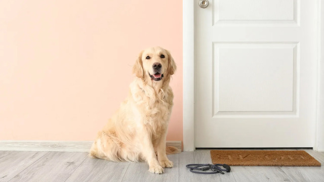 Γιατί ένας σκύλος μπορεί να μη θέλει να φύγει από το σπίτι και να βγει βόλτα