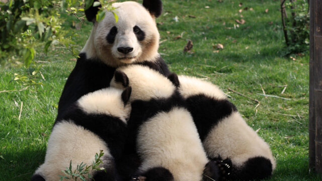 Γιατί κάποιες μαμάδες του ζωικού βασιλείου εγκαταλείπουν τα μωρά τους