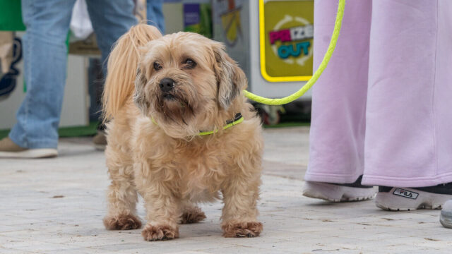 Ανακαλύψτε τις καλύτερες λιχουδιές της αγοράς στο Woof Festival | Topetmou.gr - Πότε είναι η σωστή στιγμή να τις δώσουμε στον σκύλο μας