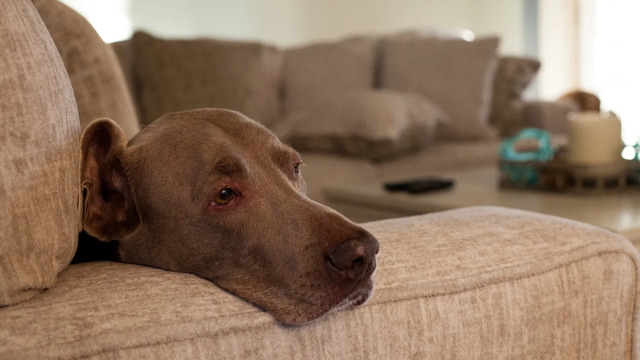Πώς να φροντίσουμε έναν σκύλο που ζει με έντονο στρες