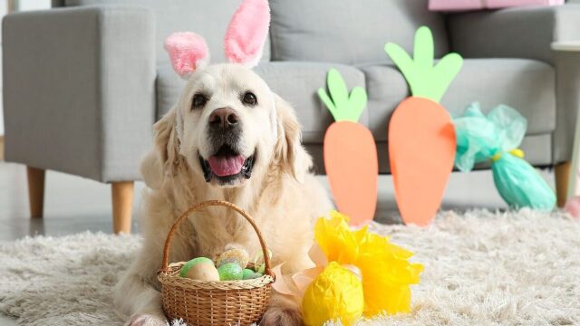 Πασχαλινά Φιλοζωικά Μπαζάρ: Στηρίζουμε το έργο των φιλοζωικών και αυτό το Πάσχα