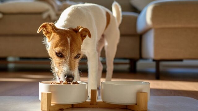 Η νέα ελληνική premium τροφή Welly με superfoods αλλάζει τη διατροφή των κατοικιδίων μας