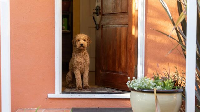 Οι λάθος τρόποι που δείχνουμε την αγάπη μας στον σκύλο- Οι λόγοι που εκείνος μπορεί να αντιδράσει άσχημα