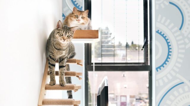 Πώς θα ζήσουν 2 γάτες ευτυχισμένες σε ένα μικρό διαμέρισμα