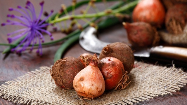 Μούσκαρι: Το μωβ λουλούδι που τρώγεται, οι ασκουρδολάκοι και τα κουρκουτζέλια