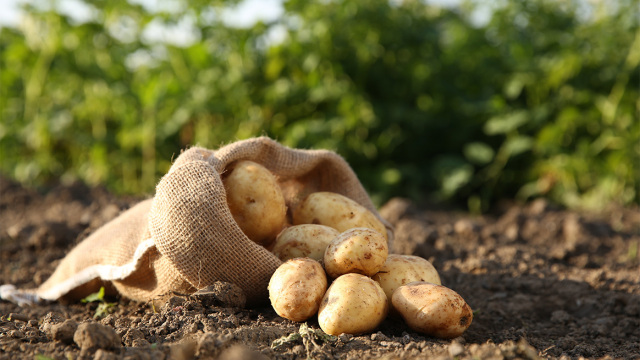 Εταιρεία χαρίζει 4.000 τόνους πατάτες που δεν μπορεί να πουλήσει: «Η ιδέα να τις πετάξουμε είναι δύσκολη»