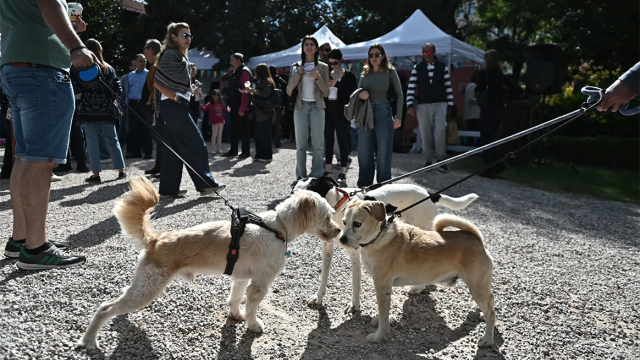 Το Topetmou.gr σας προσκαλεί στη μεγάλη γιορτή για τα ζώα συντροφιάς σήμερα στο Μαρούσι