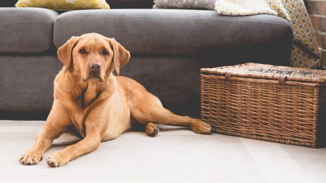 Δείτε κάποια χρήσιμα tips προτού αφήσετε μόνο τον σκύλο σας στο σπίτι