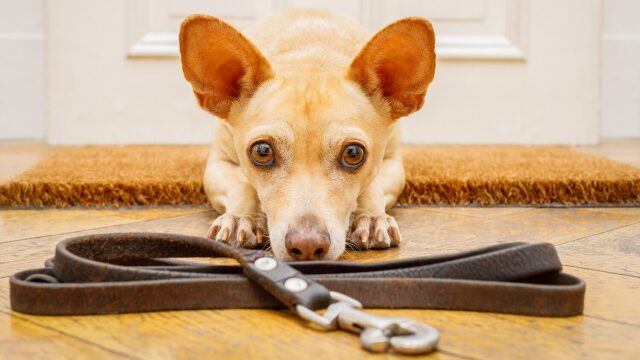 Γιατί μας αποφεύγει ο σκύλος όταν πλησιάζουμε με το λουρί; Τι μπορούμε να κάνουμε