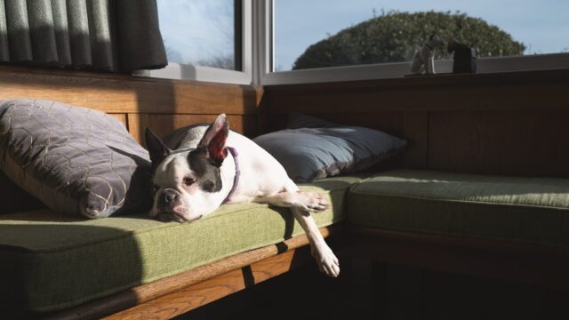 Γιατί αρέσει στον σκύλο μας να ξαπλώνει κοντά σε παράθυρο με ήλιο