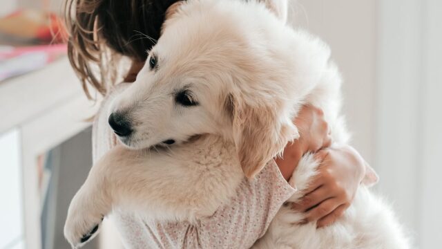 Πώς οι σκύλοι θα μπορούσαν να αποτελέσουν σημαντικό κομμάτι στη μάχη κατά του καρκίνου