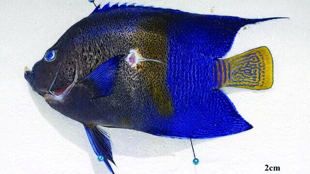 Ποιο είναι το μπλε ψάρι που εμφανίστηκε στην Κρήτη για πρώτη φορά