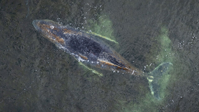 Ετοιμοθάνατη η φάλαινα «Τίμι» που ξεβράστηκε στη Βαλτική, σταματά η επιχείρηση διάσωσης της, δείτε βίντεο