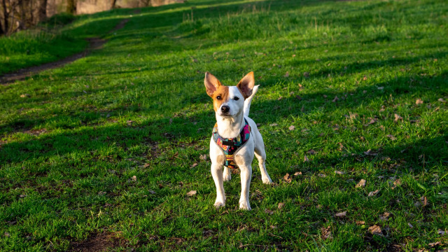 Βαρετές βόλτες τέλος: Ανακαλύψτε τα πιο στυλάτα και ασφαλή αξεσουάρ βόλτας για τον σκύλο σας