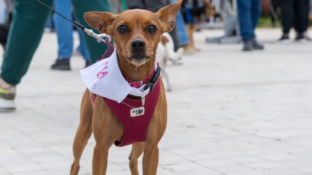 Τεστ χαρακτήρα: Ανακαλύψτε την προσωπικότητα του σκύλου σας και μάθετε τις δυνατότητές του στο Woof Festival | Topetmou.gr