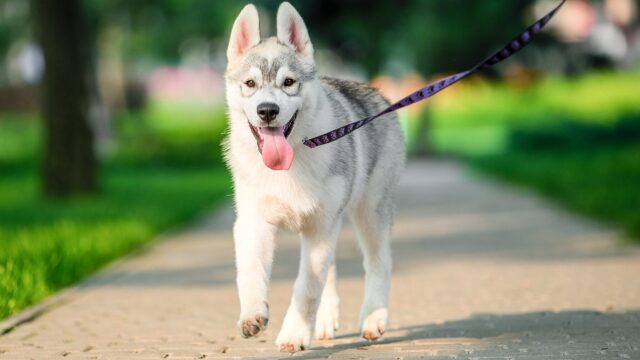 Βόλτα σκύλου: Σταθερή διαδρομή ή συχνή αλλαγή πορείας;
