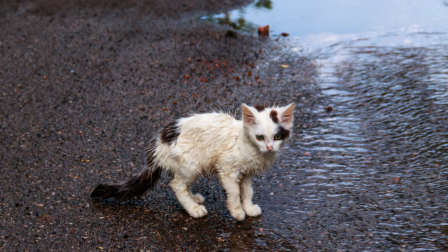 Τι μπορούμε να κάνουμε για τα αδέσποτα όταν έχει καταιγίδες