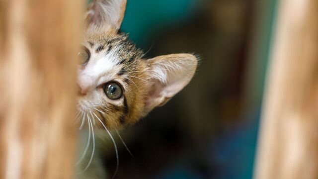 6 σημαντικά πράγματα που χρειάζονται όλες οι γάτες που ζουν σε σπίτι