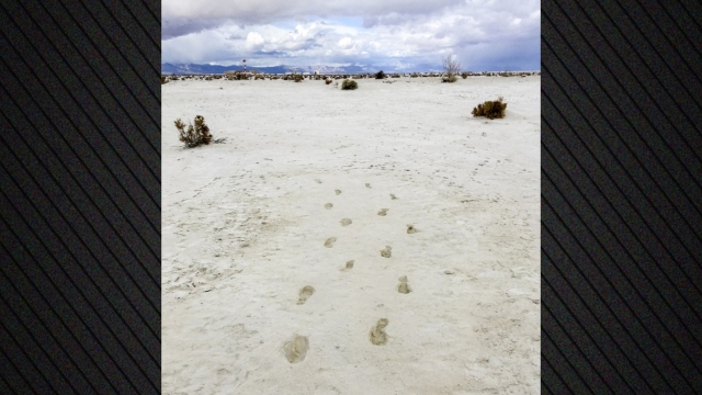 Αποτυπώματα 10.000 ετών αποκαλύπτουν το επικίνδυνο ταξίδι μιας μητέρας με το παιδί της σε μία διαδρομή γεμάτη αρπακτικά