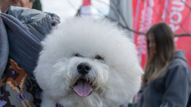 10 λόγοι για να επισκεφτείτε το Woof Festival | Topetmou.gr στο Πεδίον του Άρεως
