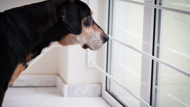 Για ποιους λόγους ο σκύλος μας κλαίει όταν μένει μόνος στο σπίτι