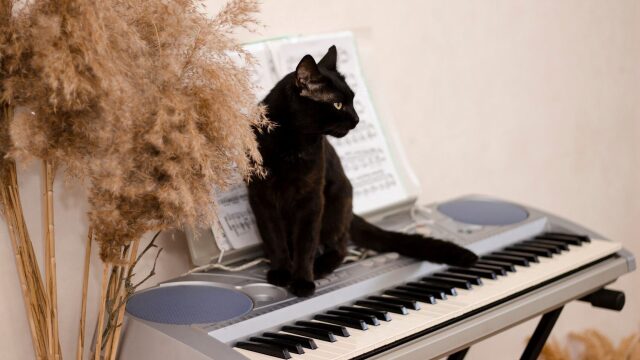 5 παράξενες συμπεριφορές της γάτας που δείχνουν ότι μας αγαπάει
