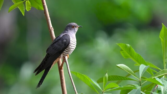 Οι μάστερ της εξαπάτησης και οι αδίστακτοι νεοσσοί τους- Μάθετε απίστευτες πληροφορίες για τους κούκους
