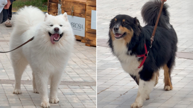 Woof Festival: Όμορφες εκπλήξεις και υπέροχες τετράποδες παρουσίες στη δεύτερη μέρα της γιορτής της φιλοζωίας στο πεδίο του Άρεως