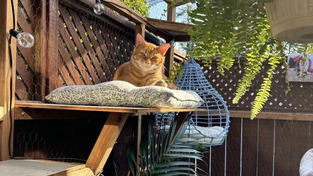 Τι είναι το catio που ξετρελαίνει όλες τις γάτες – Ποια είναι τα 4 οφέλη του