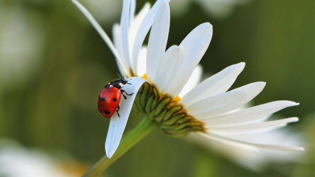 Όσα δεν γνωρίζατε για τις πασχαλίτσες: Τι κρύβεται πίσω από τα χρώματα και τις βούλες τους