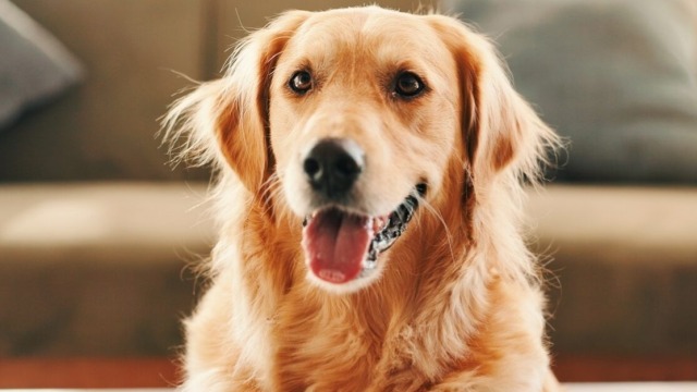 Πώς μπορούμε να κρατήσουμε τον σκύλο μας ευτυχισμένο όταν λείπουμε πολλές ώρες από το σπίτι