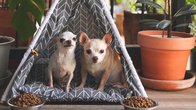 Γιατί οι σκύλοι σνομπάρουν το φαγητό τους – Οι 4 πιο επιλεκτικές φυλές